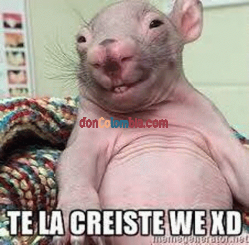 te-la-creiste-we-xd-x2.gif