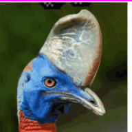 bravecassowary