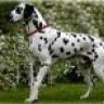 DALMATA