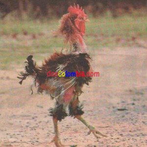 GalloDesplumado_400x400.jpg