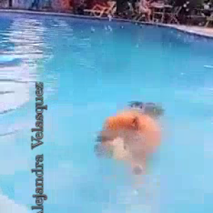 video_watermark1674249426253.mp4