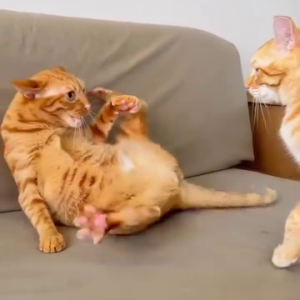 396490244_205216322598346_3898372517528749740_n.mp4