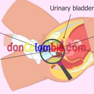 The-female-ejaculation-has-a-urethral-origin.jpg