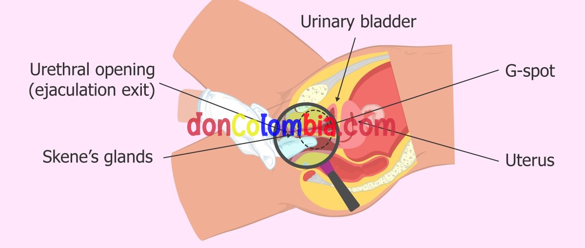 The-female-ejaculation-has-a-urethral-origin.jpg