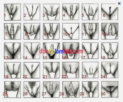 tipos-de-vulvas.jpg